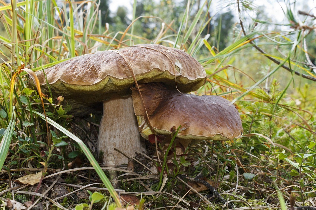 Боровики грибы Молдовы