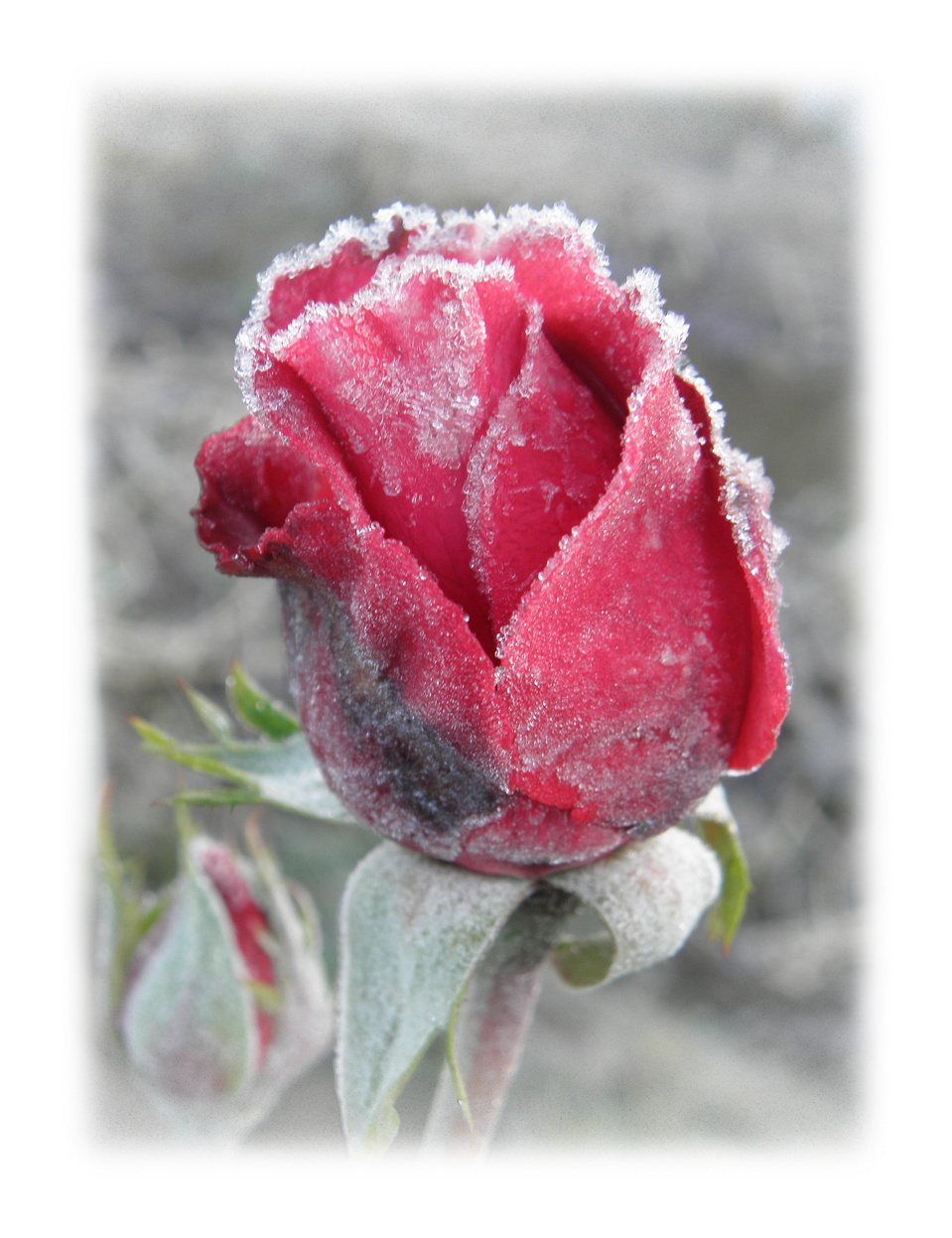 Замороженная роза